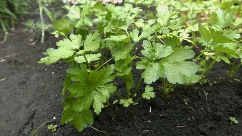 Growing parsley. Stockbeeldmateriaal 79691847
