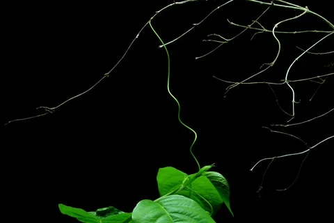 Growing passion fruit flower. Timelapse Stock Footage 109537870