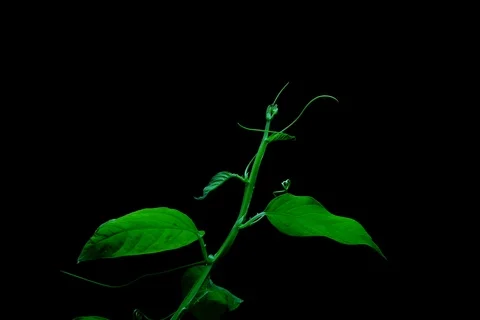 Growing passion fruit flower. Timelapse Stock Footage 109585590
