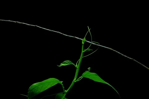 Growing passion fruit flower. Timelapse Stock Footage 109590534