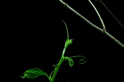 Growing passion fruit flower. Timelapse Stock Footage 109592447