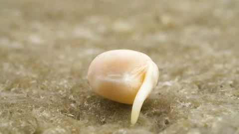 Growing pea seed time lapse. Sprouts germinate from seeds. 스톡 동영상 205202017