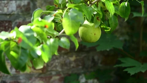 Growing pear on a branch Stock Footage 94957534