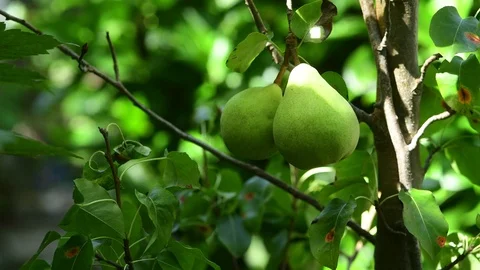 Growing pear on a branch Stock Footage 94957832