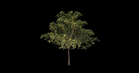 Growing Pear Tree On Black Background Video Video stock 274193979