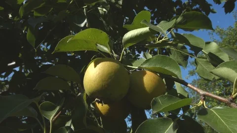 Growing pears. Close-up. Stock-Footage 73934261