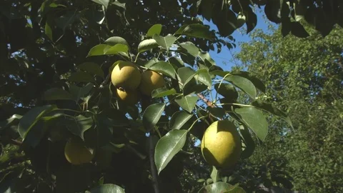 Growing pears. Close-up. Видео 73934438
