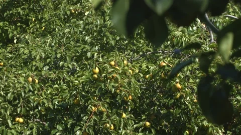 Growing pears. Stockbeeldmateriaal 73934137