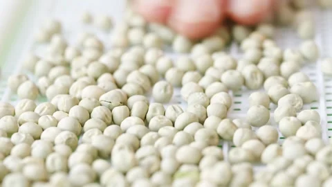 Growing peas for microgreens in a simple method at home Stock Footage 335766114