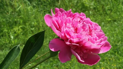 Growing peony flower. Stockbeeldmateriaal 57732553