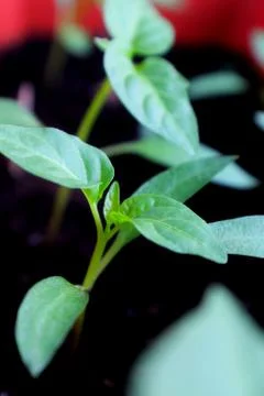 Growing Pepper Stock Photos