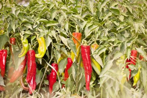 Growing peppers Stock Photos