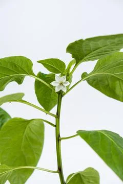 Growing peppers from seeds. Step 9 - first flowers, blossoms Foto stock