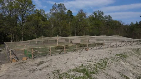 Growing pheasants Stock Footage 194482109