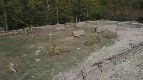 Growing pheasants Stock Footage 194482488