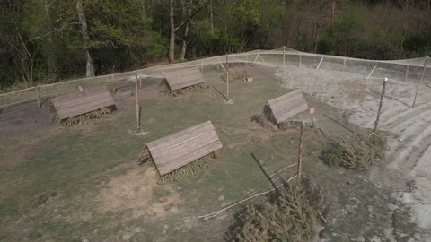 Growing pheasants Stock Footage 194482505