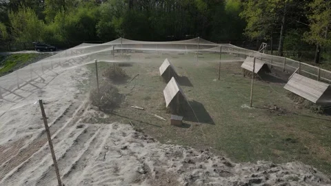 Growing pheasants Stock Footage 194482509