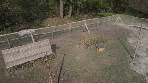 Growing pheasants Stock Footage 194482648