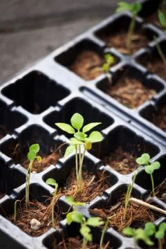 Growing Stock Photos