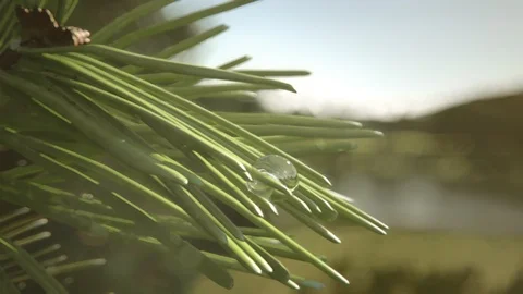 Growing pine and pine fields Stock Footage 95325267