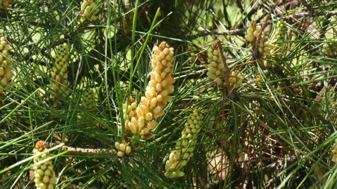 Growing pine branches with cones in spring 库存影片 162647722