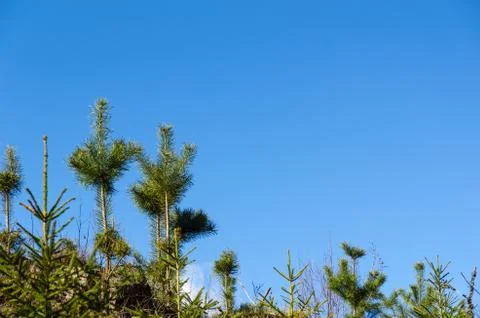 Growing pine tree plants Stock Photos