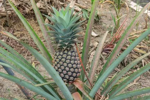 A growing pineapple (Ananas comosus) Stock Photos