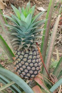 A growing pineapple (Ananas comosus) Stock Photos