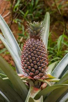 Growing pineapple Stock Photos