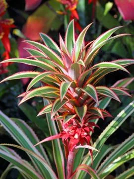 The growing pineapple Fotos de archivo