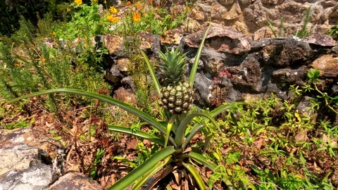 Growing pineapple in your garden - small fruit Stock Footage 126671146