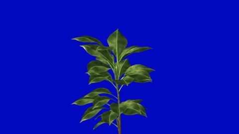 Growing plant with blue screen background Stock Footage