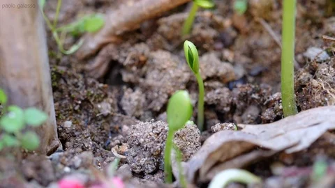 Growing plant bud in rough ground full hd 1080 Timelapse speed of nature Stock Footage 104004773