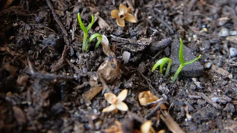 Growing plant bud in rough ground 4k Timelapse speed of nature Stock Footage 110012578
