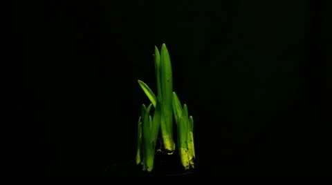 Growing plant daffodils 2 Stock Footage 10843700