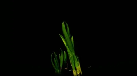 Growing plant daffodils 8 Stock Footage 10843703