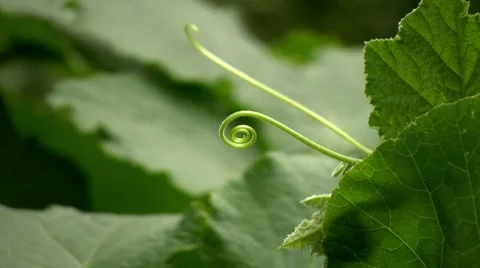 Growing plant 스톡 동영상 7767635