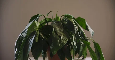 Growing Plant Video stock 91769059