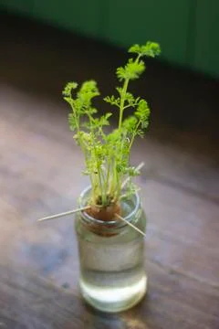 Growing Plant germination inside a jar - Kitchen Stock Photos