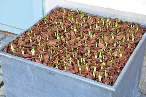 Growing plant Stock Photos