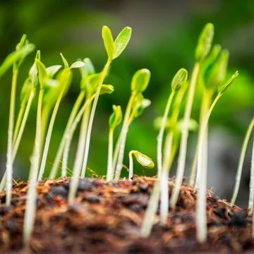 Growing plant Stock Photos
