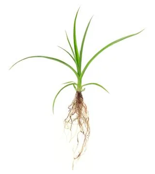Growing plant Stock Photos