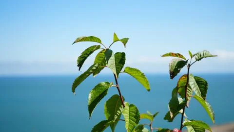 Growing plant 写真素材
