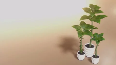Growing plant in a pot Stock Footage 167128801