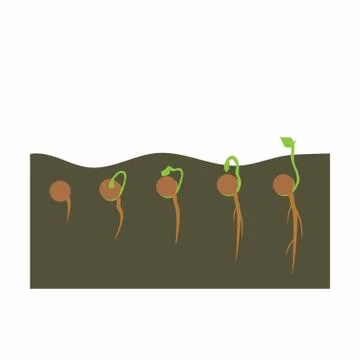 Growing plant in process Stock Illustration