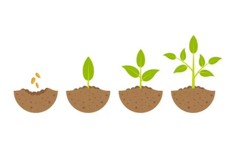 Growing plant in process. on white background. Stock Illustration