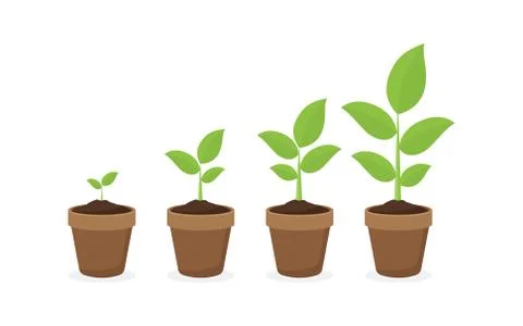 Growing plant in process. on white background. Stock Illustration