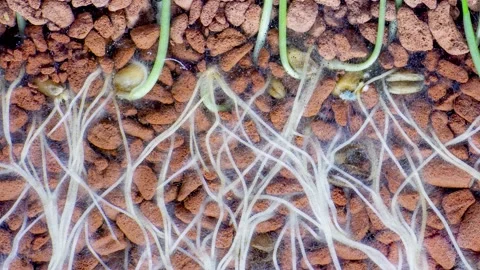 Growing plant roots time lapse Stock Footage