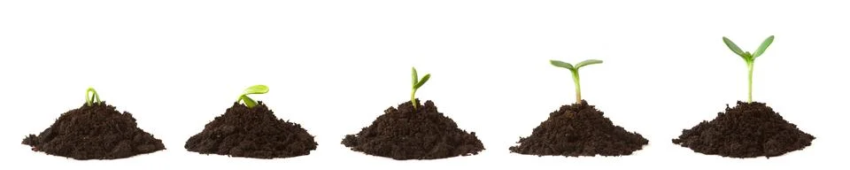 Growing Plant Sequence on Dirt Piles Stock Photos