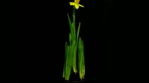 Growing plant time lapse daffodils 5 HD Stock Footage 10843708